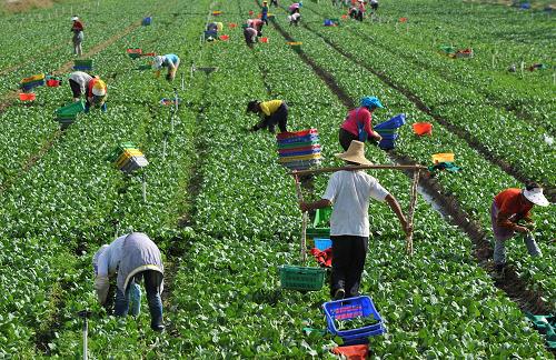 7月15日,農(nóng)民在寧夏中寧縣供港蔬菜基地采摘蔬菜。自2009年起,寧夏開始建設(shè)供應(yīng)香港市場的蔬菜種植基地,并利用其地處西部,光照資源豐富,病蟲害相對較少等優(yōu)勢,采取“企業(yè)+基地+農(nóng)戶”的生產(chǎn)模式,采用綠色種植技術(shù)、凈菜加工、真空包裝的標(biāo)準(zhǔn)化生產(chǎn)技術(shù),為香港市場定向提供廣東菜心、油麥菜、芥藍等20多種綠色無污染蔬菜。目前,寧夏已在永寧縣、中寧縣、吳忠市等地建成供港蔬菜基地8萬多畝。