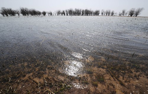 巢湖岸邊水草豐茂(2月29日攝)。巢湖位于安徽省合肥、巢湖兩市之間,是中國的五大淡水湖之一,流域面積13000平方公里。近年來,由于湖岸崩塌、濕地破壞,湖區(qū)工業(yè)化、城市化發(fā)展,巢湖流域水土流失及水質(zhì)破壞嚴(yán)重。為促進(jìn)巢湖水域生態(tài)環(huán)境良性發(fā)展,安徽省巢湖市于2007年6月正式動(dòng)工建立面積為50萬畝的“巢湖水生野生動(dòng)植物自然保護(hù)區(qū)”,項(xiàng)目建設(shè)資金總額已達(dá)146萬元,目前土建工程大部分已完工。作為自然保護(hù)區(qū)的具體管理單位,巢湖漁業(yè)管理局采取每年2月1日至7月31日封湖禁漁等措施改善巢湖生態(tài)環(huán)境,日前剛剛投放168萬尾食藻魚苗用以抑制藍(lán)藻。目前巢湖生態(tài)環(huán)境治理取得初步成效,湖區(qū)水草較以往豐茂,魚類和水鳥也比以前增多,漁民收入也相應(yīng)得到提高。新華社記者 陳曄華 攝