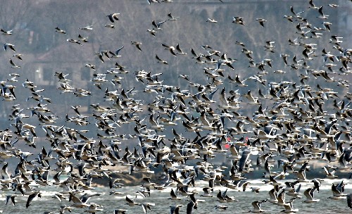 11月7日,一群候鳥(niǎo)在北戴河濕地飛舞。被國(guó)際濕地保護(hù)組織命名的“北戴河濕地”面積達(dá)50多萬(wàn)畝,良好的生態(tài)環(huán)境吸引了全國(guó)近1/3的鳥(niǎo)種在這里繁衍生息,其中屬國(guó)家重點(diǎn)保護(hù)動(dòng)物的有近70種。為了更好地保護(hù)濕地,2008年秦皇島市斥資4000萬(wàn)先后拆除了濕地內(nèi)的臨違建筑,栽植了10萬(wàn)多株喬木、灌木和6萬(wàn)平方米地被植物,打通了濕地與周邊水系的連接,生態(tài)景觀、林地、水質(zhì)等得到恢復(fù)治理。新華社記者 楊世堯 攝