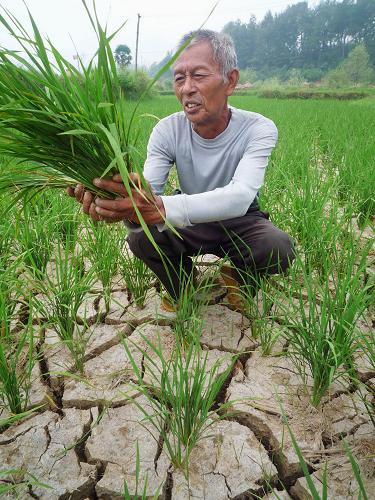 9月11日,廣西桂林全州縣枧塘鄉(xiāng)土橋村村民唐培賢在稻田里查看快要干枯的禾苗。新華社發(fā)(王滋創(chuàng) 攝)