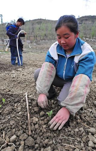 3月24日,在貴州省安順市關嶺布依族苗族自治縣斷橋鎮(zhèn)萬畝蔬菜基地,村民王德林(左)和妻子正在搶種蔬菜秧苗。從3月22日開始,王德林家與同村的兩戶農(nóng)民籌錢共同購買了3000多米水管,并把水引到承包地里輪流使用,搶種蔬菜秧苗。新華社記者 楊楹 攝