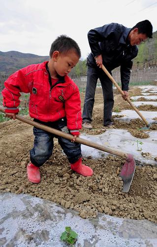 3月24日,在貴州省安順市關嶺布依族苗族自治縣斷橋鎮(zhèn)萬畝蔬菜基地,隨父母在地里玩耍的3歲半的小王鑫(前),乘媽媽給蔬菜澆水時,拿起媽媽的鋤頭,跟著爸爸王立(后)一起給秧苗添土。新華社記者 楊楹 攝