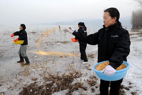 12月22日,河南黃河濕地國家級自然保護(hù)區(qū)三門峽管理處的工作人員向白天鵝聚集區(qū)拋撒食物。新華社記者 朱祥 攝