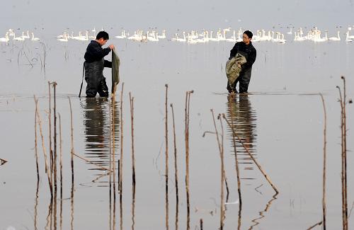 12月22日,河南黃河濕地國家級自然保護(hù)區(qū)三門峽管理處的兩名工作人員向白天鵝聚集區(qū)投食。新華社記者 朱祥 攝