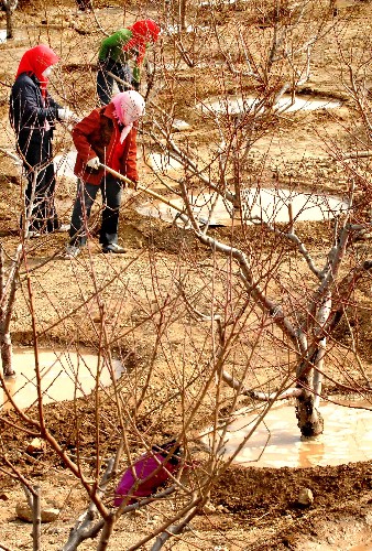 3月18日,金鳳區(qū)銀新村群眾正在市郊生態(tài)景觀林種植桃樹(shù)?!⌒氯A社記者 李紫恒 攝