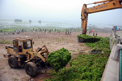 7月3日,大型機(jī)械正將打撈上岸的滸苔裝車。 新華社記者 范長國 攝