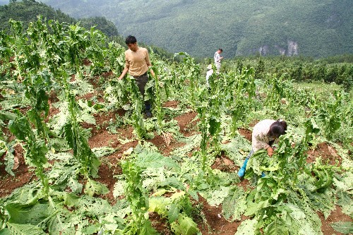 7月12日,龍山縣茅坪鄉(xiāng)興旺村種煙大戶龔元德一家在受災(zāi)煙田里收拾被冰雹打落的煙葉。龔元德今年種植了30畝烤煙,有8畝絕收。 新華社發(fā)(唐榮沛 攝)