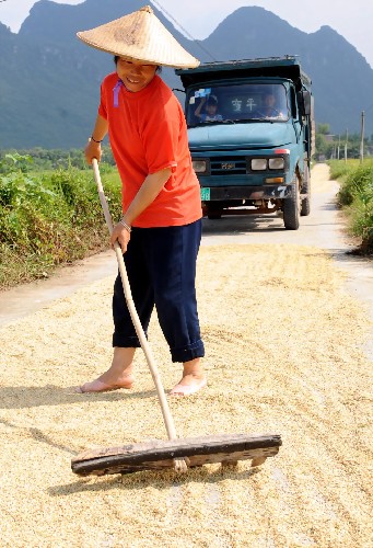 7月17日,廣西柳城縣古砦仫佬族鄉(xiāng)田垌里村農(nóng)民吳香蘭在晾曬稻谷。 新華社記者 張愛林 攝