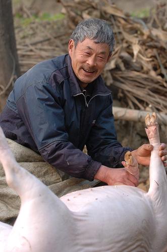 1月7日上午,在青川縣板橋鄉(xiāng)上馬村,村民張繼文正在收拾剛殺掉的肥豬。隨著春節(jié)臨近,在四川省地震極重災(zāi)區(qū)青川縣,當?shù)厝罕婈懤m(xù)開始殺豬、做臘肉、臘腸,準備迎接災(zāi)后第一個新春的到來。 新華社記者 郭剛 攝
