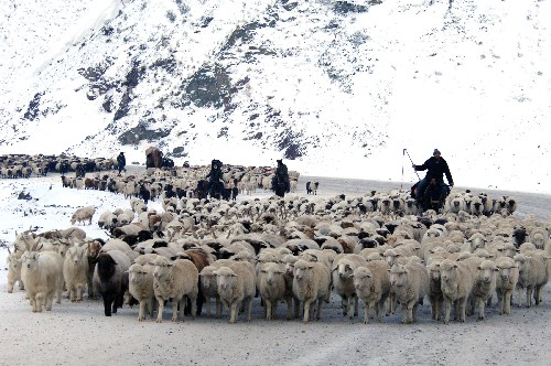 伊犁哈薩克自治州的牧民在踏雪轉(zhuǎn)場(chǎng)(11月27日攝)。 近日,新疆伊犁哈薩克自治州的牧民開(kāi)始冬季轉(zhuǎn)場(chǎng)。2007年11月中旬伊犁哈薩克自治州陸續(xù)降下兩場(chǎng)中雪,這里的牧民開(kāi)始趕著羊群、駱駝去冬季牧場(chǎng)。 新華社記者 何俊昌 攝