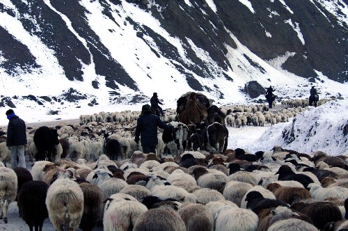 伊犁哈薩克自治州的牧民在踏雪轉(zhuǎn)場(chǎng)(11月27日攝)。 近日,新疆伊犁哈薩克自治州的牧民開(kāi)始冬季轉(zhuǎn)場(chǎng)。2007年11月中旬伊犁哈薩克自治州陸續(xù)降下兩場(chǎng)中雪,這里的牧民開(kāi)始趕著羊群、駱駝去冬季牧場(chǎng)。 新華社記者 何俊昌 攝