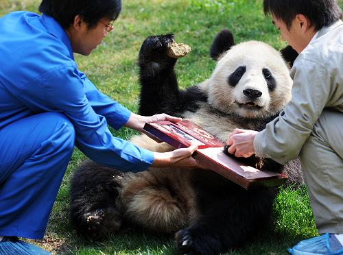 3月4日,兩名工作人員在云南野生動(dòng)物園內(nèi)為來(lái)自四川臥龍的寄養(yǎng)大熊貓芊芊采集掌印。在汶川地震中,四川臥龍中國(guó)保護(hù)大熊貓研究中心遭受重創(chuàng),為確保大熊貓的安全,臥龍基地的26只大熊貓被轉(zhuǎn)移到昆明、成都、福州、北京、武漢等地寄養(yǎng)。為感謝社會(huì)各界對(duì)災(zāi)區(qū)和大熊貓的愛(ài)心援助,中國(guó)保護(hù)大熊貓研究中心日前啟動(dòng)了“感恩世界、點(diǎn)亮希望——臥龍大熊貓感恩中國(guó)萬(wàn)里行”大型城市尋訪活動(dòng),前往震后援助臥龍抗震救災(zāi)和寄養(yǎng)了臥龍大熊貓的部分城市,看望大熊貓并采集掌印帶回臥龍中國(guó)大熊貓博物館永久收藏。昆明為臥龍基地暫養(yǎng)了3只幼年大熊貓,是此次感恩尋訪城市的第一站。新華社記者 藺以光 攝