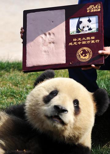 這是四川臥龍寄養(yǎng)在云南野生動(dòng)物園的大熊貓思嘉和它的掌印(3月4日攝)。 在汶川地震中,四川臥龍中國(guó)保護(hù)大熊貓研究中心遭受重創(chuàng),為確保大熊貓的安全,臥龍基地的26只大熊貓被轉(zhuǎn)移到昆明、成都、福州、北京、武漢等地寄養(yǎng)。為感謝社會(huì)各界對(duì)災(zāi)區(qū)和大熊貓的愛(ài)心援助,中國(guó)保護(hù)大熊貓研究中心日前啟動(dòng)了“感恩世界、點(diǎn)亮希望——臥龍大熊貓感恩中國(guó)萬(wàn)里行”大型城市尋訪活動(dòng),前往震后援助臥龍抗震救災(zāi)和寄養(yǎng)了臥龍大熊貓的部分城市,看望大熊貓并采集掌印帶回臥龍中國(guó)大熊貓博物館永久收藏。昆明為臥龍基地暫養(yǎng)了3只幼年大熊貓,是此次感恩尋訪城市的第一站。 新華社記者 藺以光 攝