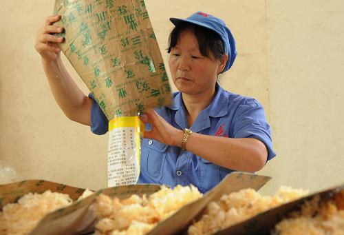 7月23日,青川縣川珍實業(yè)有限公司的工人正在包裝銀耳產品。該公司400多位工人大多數都是當地婦女。 四川省青川縣山清水秀,環(huán)境優(yōu)美,盛產各類山珍,當地政府依托這一獨特的優(yōu)勢,鼓勵和支持農民、企業(yè)積極發(fā)展山珍產業(yè),增收致富。 目前,全縣每年僅優(yōu)質黑木耳、各類蘑菇的產量就達1萬多噸。一些山珍產品企業(yè)通過與大學和科研單位的合作,在山珍的精深加工上下足功夫,進一步提高山珍的附加值,并帶動了當地農民就業(yè)增收。 新華社記者陳燮攝