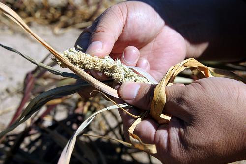 這是9月8日拍攝的因受旱而干癟的谷穗。 截至9月初,內(nèi)蒙古自治區(qū)作物受旱面積達(dá)到3600萬(wàn)畝,三分之一的草場(chǎng)至今沒(méi)有返青。內(nèi)蒙古自治區(qū)已投入抗旱人數(shù)238.9萬(wàn)人,積極應(yīng)對(duì)旱情,全力保生產(chǎn)。 新華社發(fā)(李富 攝)