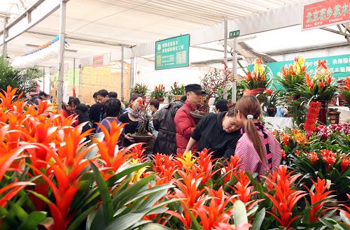 買鮮花 過大年 2月12日,北京市民在一家花卉市場(chǎng)選購鮮花。 春節(jié)將至,北京鮮花市場(chǎng)迎來消費(fèi)高潮。 新華社記者 高學(xué)余 攝
