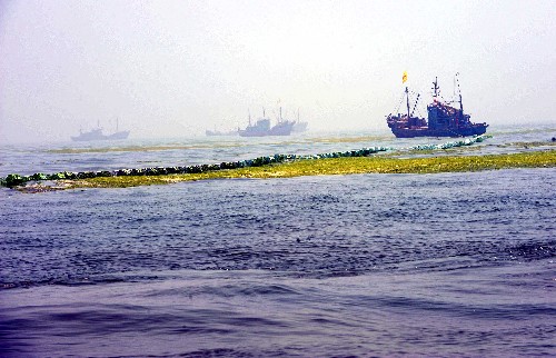 7月7日,來(lái)自青島市的200多艘漁船對(duì)奧帆賽比賽場(chǎng)地A區(qū)(帆船帆板比賽場(chǎng))的滸苔進(jìn)行全面清理,確保各國(guó)運(yùn)動(dòng)員下海訓(xùn)練。目前,以?shī)W帆賽場(chǎng)海域?yàn)橹行模言O(shè)置流網(wǎng)近1萬(wàn)米,圍油欄4680多米,累計(jì)打撈滸苔40.23萬(wàn)噸,清運(yùn)24.87萬(wàn)噸,奧帆賽場(chǎng)及周邊海域滸苔密集度已大幅度下降。 新華社記者范長(zhǎng)國(guó)攝
