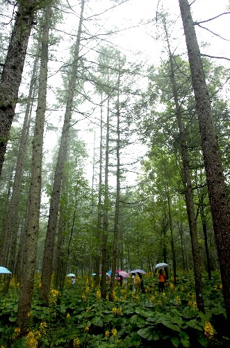 這是位于伏牛山系的河南省欒川縣建設(shè)的林業(yè)生態(tài)旅游景區(qū)(資料照片)。河南地處中原,境內(nèi)有太行山、伏牛山、桐柏山、大別山四大山系,林業(yè)生態(tài)建設(shè)任務(wù)十分繁重。但是,長(zhǎng)期以來(lái),由于農(nóng)民經(jīng)營(yíng)林業(yè)的主體地位沒(méi)有解決好,沒(méi)有觸及產(chǎn)權(quán)制度這個(gè)核心問(wèn)題,導(dǎo)致林農(nóng)造林積極性不高,并直接影響到林木覆蓋率和林地產(chǎn)出率。全省有林地面積僅占國(guó)土面積的12.52%,人均有林地面積僅為全國(guó)平均水平的六分之一。 2006年以來(lái),河南省明確提出,通過(guò)明晰產(chǎn)權(quán)和經(jīng)營(yíng)主體,來(lái)調(diào)動(dòng)群眾參與植樹造林的積極性,進(jìn)而推動(dòng)林業(yè)生態(tài)省建設(shè)。兩年多時(shí)間里,取得了林改與林業(yè)生態(tài)省建設(shè)相互促進(jìn)、相得益彰的良好效果。 新華社記者 朱祥攝