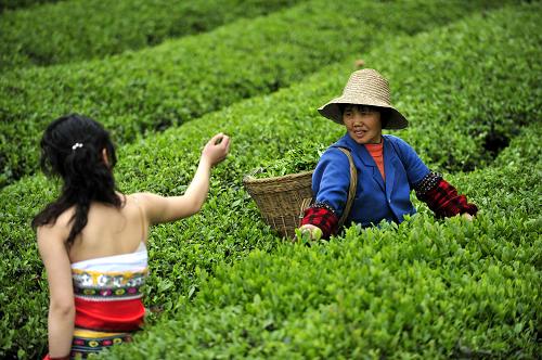 一位少女幫助農(nóng)戶采茶(4月26日攝)。芭蕉侗族鄉(xiāng)地處湖北恩施市西南,全鄉(xiāng)現(xiàn)有茶園面積7萬畝,全鄉(xiāng)幾乎家家種茶,年人均收入達(dá)4千余元。茶葉經(jīng)濟(jì)成為這里侗族群眾致富的主渠道。新華社記者 郝同前 攝