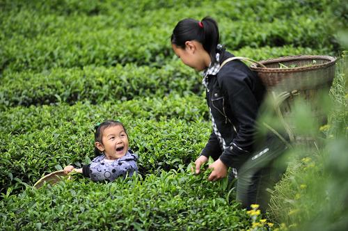 恩施芭蕉侗族鄉(xiāng)燈籠壩村5歲的楊嬌與姐姐在茶園里采茶(4月26日攝)。新華社記者 郝同前 攝