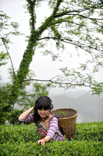 一位游客在恩施芭蕉侗族鄉(xiāng)燈籠壩村的茶園里體驗(yàn)采茶(4月26日攝)。新華社記者 郝同前 攝
