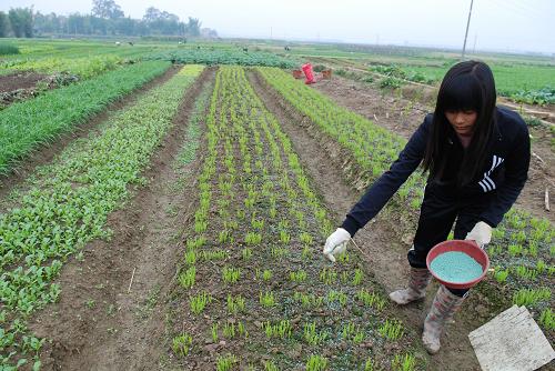 1月3日,廣西南寧市武鳴縣平陸村的農民在田里給蔬菜施肥。新年伊始,廣西鄉(xiāng)村一派春意盎然,農民們又開始了新一年的辛勤耕耘。新華社發(fā)(喻湘泉 攝)