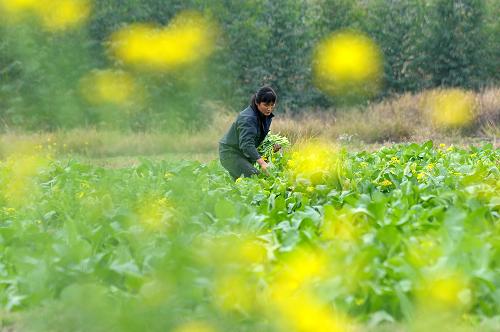 月3日,廣西賀州市昭平縣農民在田里摘青菜。新年伊始,廣西鄉(xiāng)村一派春意盎然,農民們又開始了新一年的辛勤耕耘。新華社發(fā)(黃旭胡 攝)