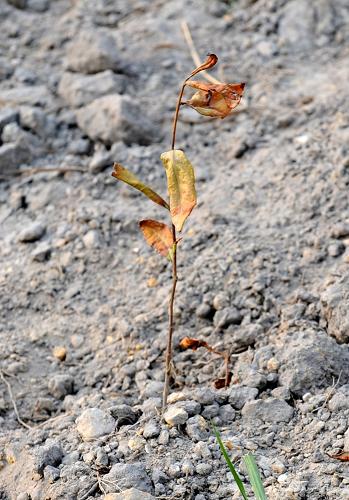 3月20日在貴定拍攝的干枯的茶苗。干旱對(duì)茶鄉(xiāng)貴定的茶苗影響巨大,茶葉大面積減產(chǎn)已成定局。 新華社記者 朱國(guó)賢 攝