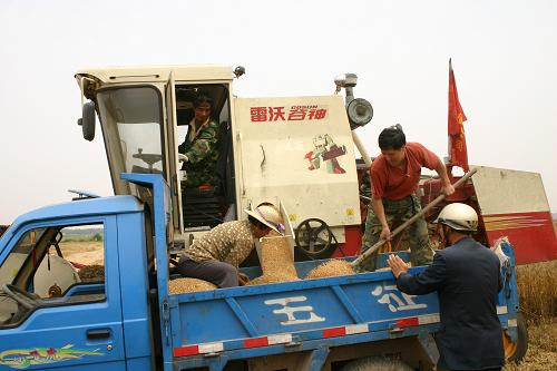 6月12日,西安長豐現(xiàn)代農(nóng)業(yè)托管公司職工在西安市長安區(qū)中豐店村為農(nóng)民收割小麥。新華社記者 張軍攝