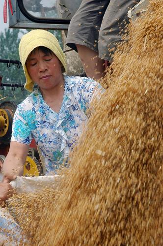 6月13日,在河南省淮陽(yáng)縣白樓鎮(zhèn)劉莊村的麥田里,農(nóng)民在裝運(yùn)收割后的小麥。眼下,河南省周口市1083萬(wàn)畝小麥已全面開(kāi)始收割,當(dāng)?shù)剞r(nóng)機(jī)部門(mén)組織2.6萬(wàn)臺(tái)聯(lián)合收割機(jī)參與“三夏”麥?zhǔn)諘?huì)戰(zhàn),以充分發(fā)揮機(jī)械化快收快打優(yōu)勢(shì),確保小麥顆粒歸倉(cāng)。新華社發(fā)(楊正華 攝)