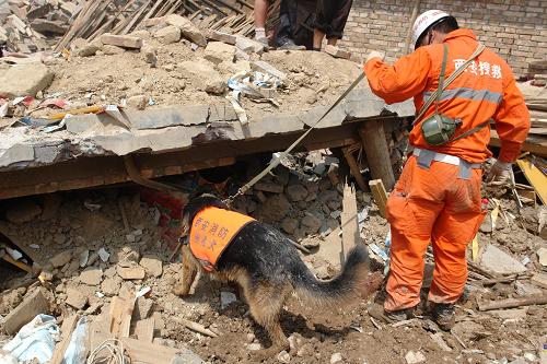8月10日,救援人員與搜救犬正在災(zāi)害現(xiàn)場搜尋生命跡象。新華社發(fā)(鞏治永攝)