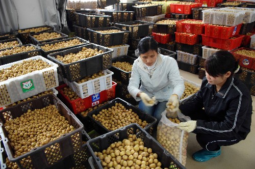 海南儋州國家農(nóng)業(yè)科技園區(qū)員工在包裝準備外運的脫毒馬鈴薯微型種薯(2月28日攝)。 海南建省之初,農(nóng)業(yè)受“以糧為綱”以及計劃經(jīng)濟的束縛,農(nóng)民夏種水稻、冬種番薯、玉米,冬天則還有200多萬畝土地撂荒。從1990年開始,海南改革耕作制度,全省從南到北掀起了冬季種瓜菜的熱潮,面積和品種都大幅增長。冬種瓜果菜很快成為海南農(nóng)民增收致富的重要渠道。如今,海南已建成全國最大的熱帶經(jīng)濟作物生產(chǎn)基地。2007年,海南瓜果菜出島449萬噸,出島出口大幅增長,瓜菜、水果、熱帶作物等優(yōu)勢農(nóng)業(yè)對農(nóng)業(yè)經(jīng)濟增長的貢獻率達80%以上。 新華社記者 姜恩宇 攝