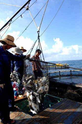 中國石油天然氣集團公司三亞深海網箱養(yǎng)殖基地的職工把魚貨裝上運輸船。該基地的魚貨一半以上用于出口(2007年7月27日攝)。 海南島擁有長約1800公里的海岸線,適宜海洋養(yǎng)殖的海域面積大,近年來,當地充分利用這一資源優(yōu)勢,大力發(fā)展海洋養(yǎng)殖業(yè)。目前,海南海洋養(yǎng)殖已經從過去的岸上高位池養(yǎng)殖、灘涂和淺海網箱養(yǎng)殖向深海養(yǎng)殖發(fā)展,鮑魚、石斑魚、牡蠣、對蝦等珍貴海產品養(yǎng)殖發(fā)展迅速。2007年,海南水產品總產量達183萬噸,出口10.5萬噸。 新華社記者姜恩宇攝
