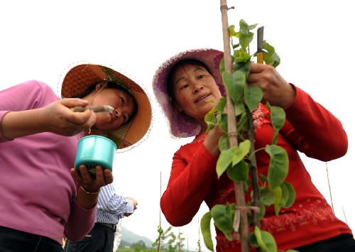 4月23日,綿竹市農民正在對果樹進行管理。 為了提高地震災區(qū)四川省綿竹市農業(yè)技術水平,對口援建的江蘇省投資2150萬元,在綿竹成立了高效農業(yè)示范園。示范園核心示范面積300畝,示范面積5000畝,將輻射50000畝農田。該示范園引進了各類優(yōu)質的水果、蔬菜品種,江蘇援建者按照“做給農民看,帶著農民干,幫助農民銷,促進農民賺”的路子,帶領災區(qū)農民增收致富。 新華社記者陳燮攝