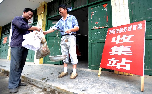湖南瀏陽(yáng)福壽螺入侵農(nóng)田 政府出錢收購(gòu)打響滅螺大戰(zhàn) 在瀏陽(yáng)市官渡鎮(zhèn)的福壽螺收集站,工作人員(右)正在接收捕到的福壽螺(6月22日攝)。 5月中下旬以來(lái),湖南瀏陽(yáng)市發(fā)生福壽螺大量繁殖侵害農(nóng)田災(zāi)害,全市已有9個(gè)鄉(xiāng)鎮(zhèn)的10萬(wàn)多畝農(nóng)田發(fā)現(xiàn)了福壽螺,其中部分農(nóng)田受害成災(zāi)。在瀏陽(yáng)市官渡鎮(zhèn)竹山村的水稻示范基地,5月初剛剛播種的50多畝水田幼苗遭到了福壽螺的啃噬。 災(zāi)情發(fā)生后,當(dāng)?shù)卣块T積極采取人工防治、農(nóng)業(yè)防治、生物防治相結(jié)合的方式來(lái)防控福壽螺,發(fā)動(dòng)農(nóng)戶在農(nóng)田撒播茶枯和石灰粉滅螺,在溝壩設(shè)立攔網(wǎng)捕螺。同時(shí)撥出專項(xiàng)資金,組織人力摘卵撿螺,政府按照成螺1元/公斤、蟲卵10元/公斤的價(jià)格出資收集,再進(jìn)行集中無(wú)害化處理。截至目前,各鄉(xiāng)鎮(zhèn)已收集處理共計(jì)7萬(wàn)多公斤的成螺和1萬(wàn)多公斤的螺卵。被福壽螺啃噬的農(nóng)田也在第一時(shí)間實(shí)施了移栽補(bǔ)種。 新華社記者李尕 攝