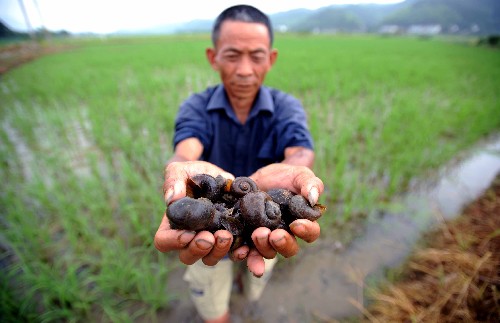 在瀏陽(yáng)市官渡鎮(zhèn)竹山村的水稻示范基地,一位農(nóng)民正在展示剛剛從農(nóng)田里撈出的福壽螺(6月22日攝)。 5月中下旬以來(lái),湖南瀏陽(yáng)市發(fā)生福壽螺大量繁殖侵害農(nóng)田災(zāi)害,全市已有9個(gè)鄉(xiāng)鎮(zhèn)的10萬(wàn)多畝農(nóng)田發(fā)現(xiàn)了福壽螺,其中部分農(nóng)田受害成災(zāi)。在瀏陽(yáng)市官渡鎮(zhèn)竹山村的水稻示范基地,5月初剛剛播種的50多畝水田幼苗遭到了福壽螺的啃噬。 災(zāi)情發(fā)生后,當(dāng)?shù)卣块T積極采取人工防治、農(nóng)業(yè)防治、生物防治相結(jié)合的方式來(lái)防控福壽螺,發(fā)動(dòng)農(nóng)戶在農(nóng)田撒播茶枯和石灰粉滅螺,在溝壩設(shè)立攔網(wǎng)捕螺。同時(shí)撥出專項(xiàng)資金,組織人力摘卵撿螺,政府按照成螺1元/公斤、蟲卵10元/公斤的價(jià)格出資收集,再進(jìn)行集中無(wú)害化處理。截至目前,各鄉(xiāng)鎮(zhèn)已收集處理共計(jì)7萬(wàn)多公斤的成螺和1萬(wàn)多公斤的螺卵。被福壽螺啃噬的農(nóng)田也在第一時(shí)間實(shí)施了移栽補(bǔ)種。 新華社記者李尕 攝