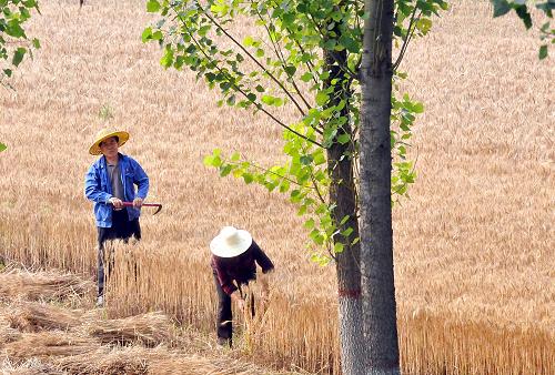 6月10日,兩位村民在河南伊川縣鳴皋鎮(zhèn)的一塊坡地上收割小麥。 連續(xù)幾日的陰雨天,給河南省麥?zhǔn)展ぷ鬟M(jìn)度帶來較大影響。從6月10日開始,河南各地農(nóng)村抓住降水間隙和晴好天氣,機(jī)收人割,快打快藏,同時(shí)趁墑適時(shí)播種,力爭打好“三夏”攻堅(jiān)戰(zhàn)。 新華社記者 王頌 攝