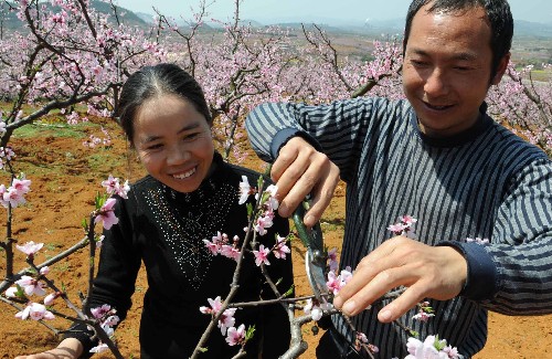 3月26日,貴陽市果蔬基地永樂鄉(xiāng)水塘村農(nóng)民夏租權(quán)(右)正在地里教妻子疏花。 新華社記者 楊楹攝