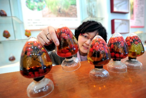 3月26日,寧夏枸杞工程技術(shù)研究中心技術(shù)人員在枸杞展覽室觀察枸杞標(biāo)本。新華社記者 劉泉龍 攝