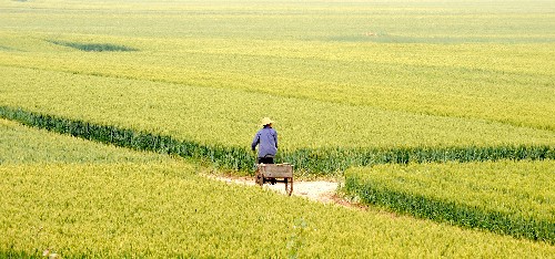 5月7日,河南省上蔡縣一位農(nóng)民騎車從麥田田埂上經(jīng)過。 2008年河南省小麥播種面積達(dá)到7600萬(wàn)畝,比去年增加12萬(wàn)畝。河南采取多項(xiàng)措施鼓勵(lì)糧食生產(chǎn),糧食總產(chǎn)量已連續(xù)兩年突破1000億斤。目前,河南全省麥區(qū)小麥長(zhǎng)勢(shì)良好,豐收在望,預(yù)計(jì)進(jìn)入5月下旬夏收工作將全面展開。 新華社記者 朱祥 攝