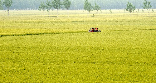5月7日,河南省上蔡縣一位農(nóng)民在麥田勞動(dòng)。 2008年河南省小麥播種面積達(dá)到7600萬(wàn)畝,比去年增加12萬(wàn)畝。河南采取多項(xiàng)措施鼓勵(lì)糧食生產(chǎn),糧食總產(chǎn)量已連續(xù)兩年突破1000億斤。目前,河南全省麥區(qū)小麥長(zhǎng)勢(shì)良好,豐收在望,預(yù)計(jì)進(jìn)入5月下旬夏收工作將全面展開。 新華社記者 朱祥 攝