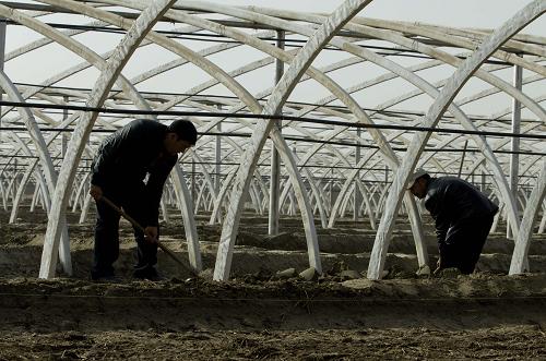 11月28日,新疆生產建設兵團農三師49團職工阿里木江(左)在新建成的大棚邊平整土地。當日,廣東對口支援新疆生產建設兵團農三師49團建設的50座溫室和15座蔬菜大棚建成。這些作為廣東對口支援新疆生產建設兵團的首批試點工程之一,僅用5個月就建成投入使用,預計明年就能為承包戶帶來收益,這種“廣東速度”深受當地百姓歡迎。據介紹,未來4年通過廣東省與當地政府的共同努力,要在當地建成日光溫室1500座,大棚3000座,形成設施農業(yè)的規(guī)模效應。新華社記者 江文耀 攝