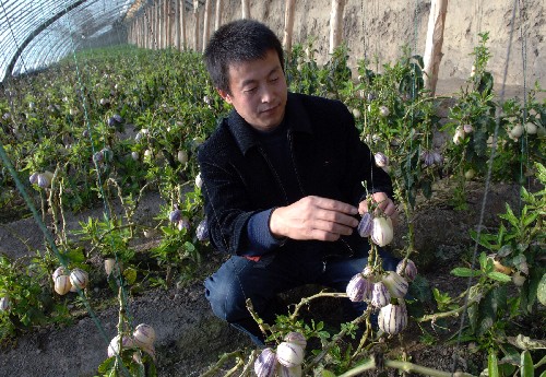 新疆塔城:“定單人參果”喜獲豐收 這是塔城地區(qū)二工鎮(zhèn)村民馬勝榮在大棚里對人參果進(jìn)行田間管理(11月28日攝)。 新疆塔城地區(qū)二工鎮(zhèn)村民馬勝榮今年所種的“定單人參果”喜獲豐收。他現(xiàn)有人參果大棚3個,每個大棚預(yù)計(jì)獲純利7萬多元,僅此一項(xiàng)馬勝榮年純收入就超過20萬元。目前,在二工鎮(zhèn)像馬勝榮這樣的農(nóng)戶為數(shù)不少。人參果含有高蛋白、17種氨基酸,鈣含量是西紅柿的114倍,深受國內(nèi)外客商的青睞。 新華社記者何俊昌攝