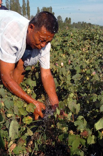 這是2004年8月13日,新疆博樂市達(dá)勒特鎮(zhèn)都圖敖包村的一農(nóng)民在棉花高產(chǎn)示范田里運(yùn)用膜下滴灌高標(biāo)準(zhǔn)節(jié)水技術(shù)。 新華社發(fā)