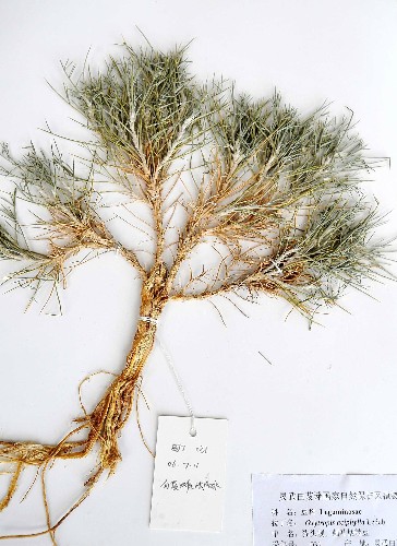 寧夏白芨灘國家級自然保護區(qū)建成動植物資源標本博物館 這是博物館內(nèi)的沙生植物貓頭刺標本(4月11日攝)。 寧夏白芨灘國家級自然保護區(qū)于今年3月建成動植物資源標本博物館。該保護區(qū)位于寧夏靈武市東部荒漠區(qū),屬于毛烏素沙地和鄂爾多斯臺地區(qū)域,地理位置特殊,為荒漠區(qū)域野生動物提供了獨特的生態(tài)環(huán)境。 新華社記者 劉泉龍 攝