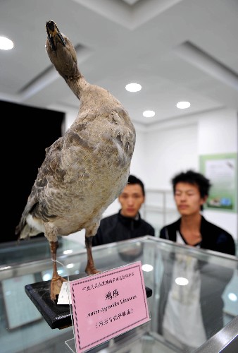 參觀者在寧夏白芨灘國家級自然保護區(qū)動植物資源標本博物館觀看鴻雁標本(4月11日攝)。