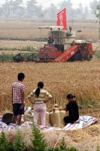 千里馳援災(zāi)區(qū)支援“三夏搶收” 5月23日,“抗震救災(zāi)三夏搶收隊(duì)”的聯(lián)合收割機(jī)在地震重災(zāi)區(qū)綿竹市漢旺鎮(zhèn)的麥田里忙碌著。 在了解到漢旺鎮(zhèn)凌法村、香山村8000多畝小麥成熟而無人收割時(shí),這支義務(wù)援助搶收隊(duì)星夜兼程于5月20日抵達(dá)綿竹市漢旺鎮(zhèn)。他們準(zhǔn)備將小麥免費(fèi)收割后拉到糧食局,幫助災(zāi)民售出。 新華社發(fā)(張曉理 攝)