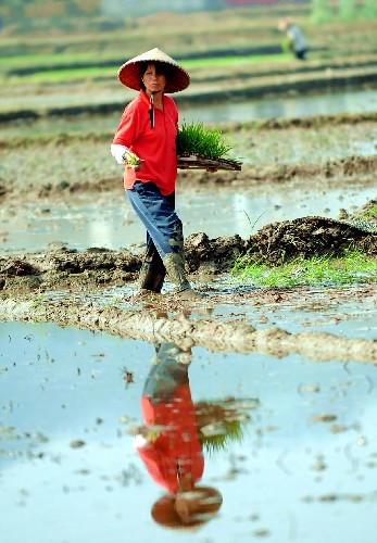 廣西各地群眾搶種秋糧 7月31日,廣西岑溪市歸義鎮(zhèn)金坡村一名農(nóng)婦在田間插秧。今年入汛以來,廣西受強(qiáng)降雨天氣影響,發(fā)生嚴(yán)重洪災(zāi)、蟲災(zāi),給農(nóng)業(yè)生產(chǎn)造成重大損失。目前,正值災(zāi)后恢復(fù)生產(chǎn)和農(nóng)業(yè)“雙搶”的關(guān)鍵時期,廣西各地積極組織群眾開展秋糧搶種。 新華社記者 張愛林 攝