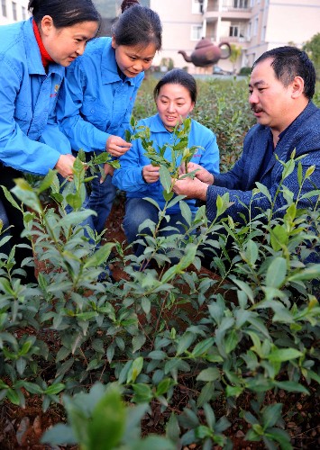 11月13日,福建建甌市一家茶葉公司的技術(shù)人員在茶葉新品種示范園觀察茶葉生長情況。