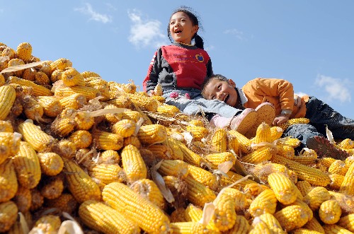 糧食總產(chǎn)再創(chuàng)新高 農(nóng)民收入較快增長 兩名小朋友在黑龍江省綏化市東富鄉(xiāng)東升村的玉米堆上玩耍(9月30日攝)。 歲末回顧今年以來“三農(nóng)”成就,糧食增產(chǎn)和農(nóng)民增收可以說是兩大亮點(diǎn):今年全國糧食總產(chǎn)和單產(chǎn)均超過歷史最高水平,實(shí)現(xiàn)了改革開放以來首次連續(xù)5年增長的好成績;前三季度農(nóng)民人均現(xiàn)金收入3971元,同比增加650元,實(shí)際增長11.0%。 新華社發(fā)